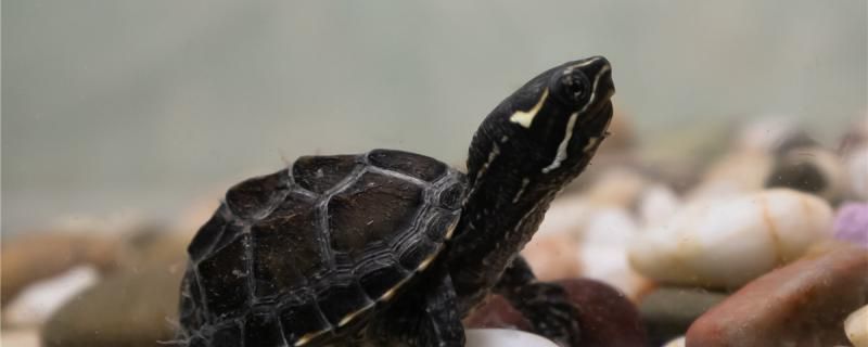 魚缸過濾器選購指南:自制魚缸過濾器魚缸上置過濾器對于養魚愛好者的必備知識 麝香龜可以干養嗎應該怎么養 觀賞魚百科 麝香龜可以干養嗎應該怎么養 麝香龜可以干養嗎應該怎么養 觀賞魚百科