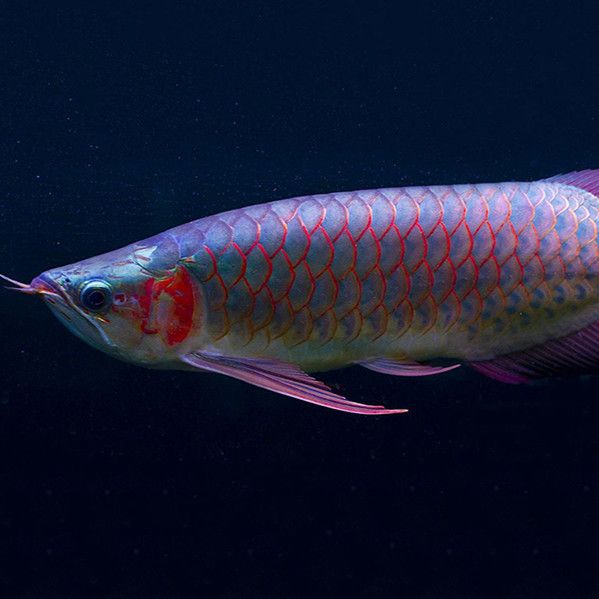 福州觀賞魚市場挪動大魚缸