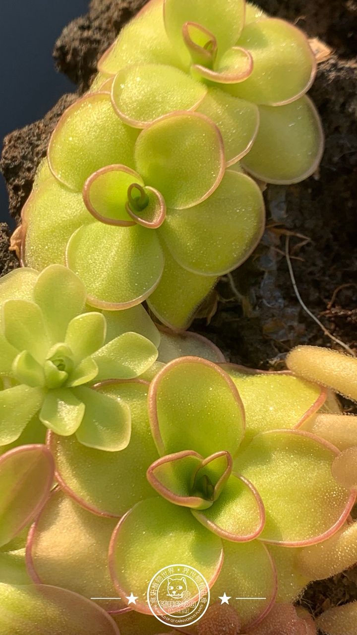 寧靜的午后時光賞堇時刻 寧靜的午后時光賞堇時刻 龍魚論壇 第4張