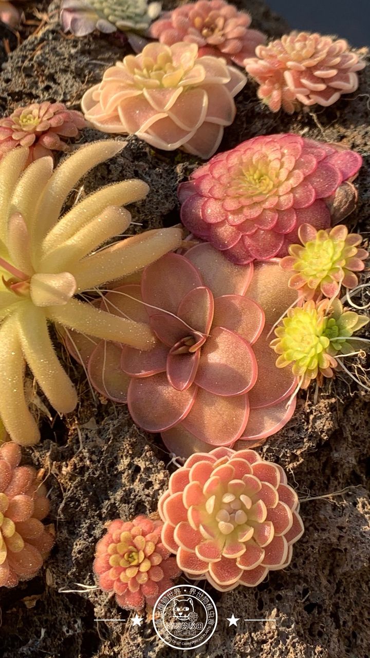 寧靜的午后時光賞堇時刻 寧靜的午后時光賞堇時刻 龍魚論壇 第6張