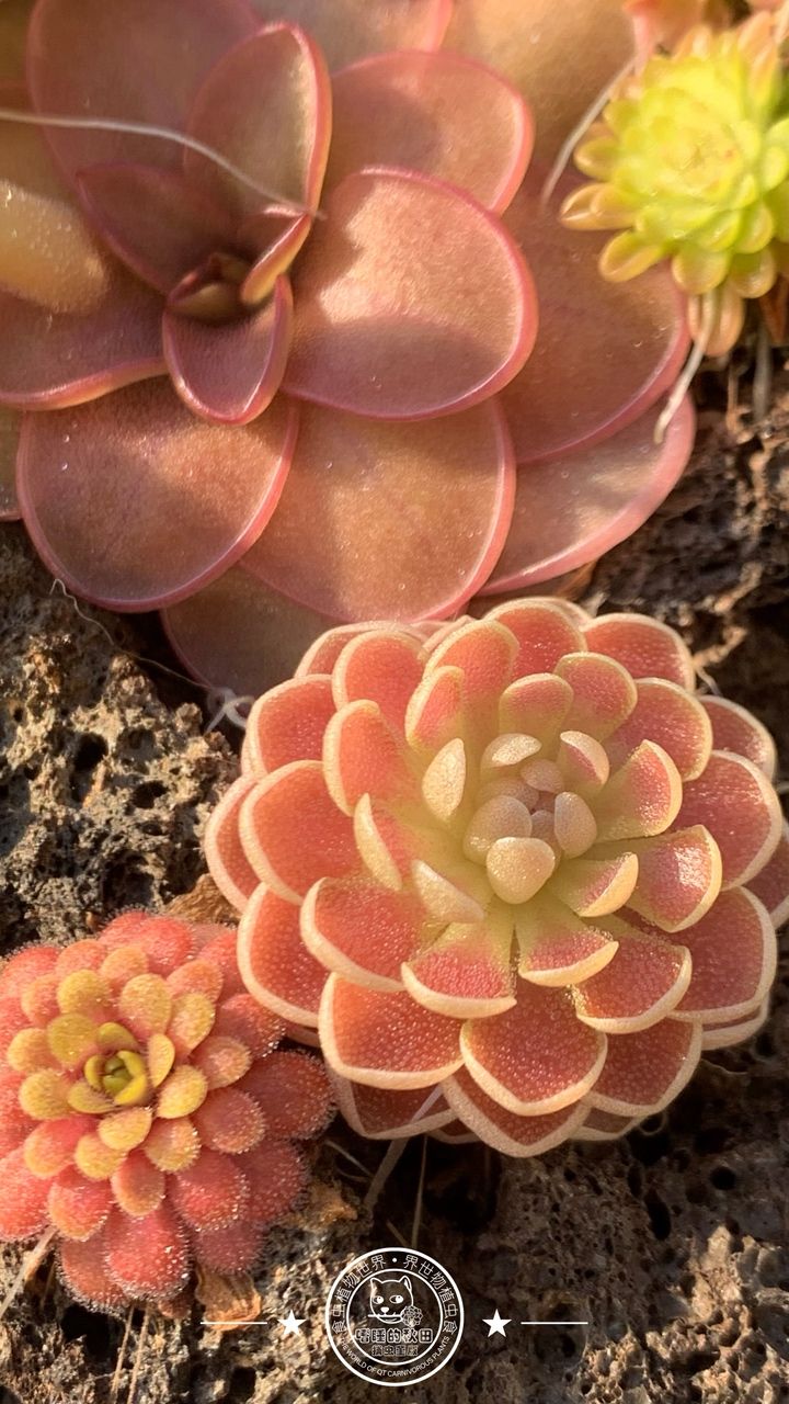 寧靜的午后時光賞堇時刻 寧靜的午后時光賞堇時刻 龍魚論壇 第9張