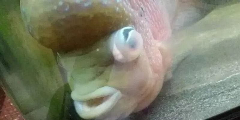 龍魚蒙眼加黑身正確答案