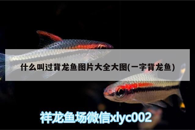 什么叫過背龍魚圖片大全大圖(一字背龍魚) 什么叫過背龍魚圖片大全大圖(一字背龍魚) 觀賞魚百科