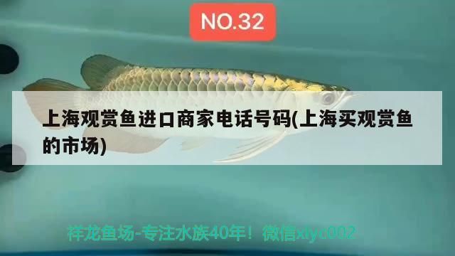上海觀賞魚進(jìn)口商家電話號碼(上海買觀賞魚的市場)