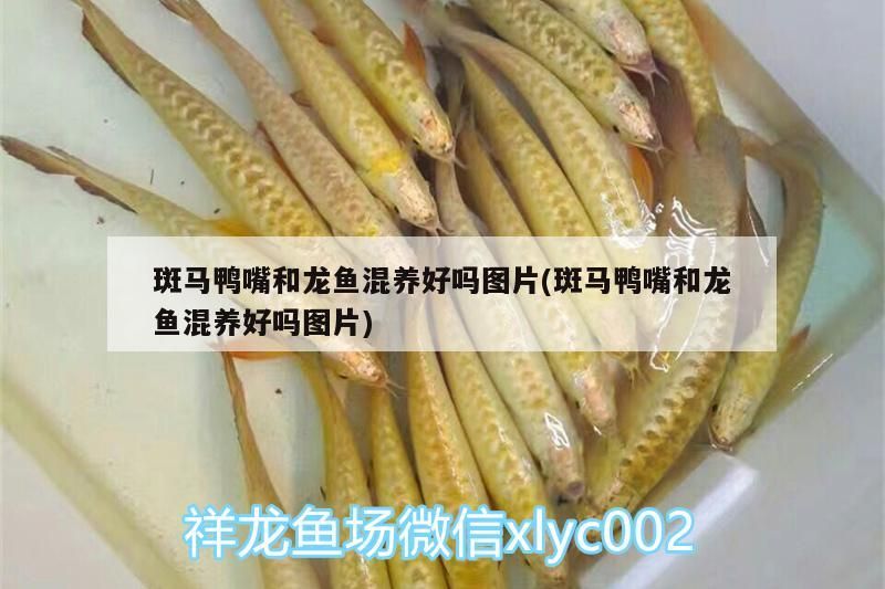 斑馬鴨嘴和龍魚混養好嗎圖片(斑馬鴨嘴和龍魚混養好嗎圖片) 斑馬鴨嘴和龍魚混養好嗎圖片(斑馬鴨嘴和龍魚混養好嗎圖片) 觀賞魚百科