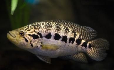 觀賞魚食用魚混養（觀賞魚與食用魚混養的注意事項）