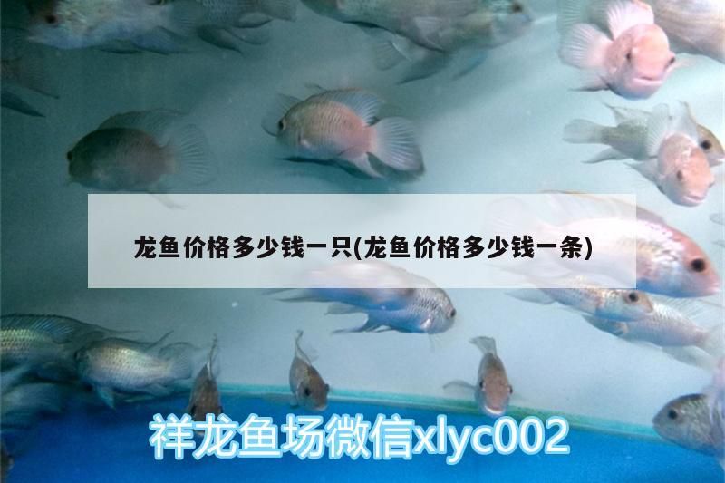 銀龍魚 龍魚價格多少錢一只(龍魚價格多少錢一條) 觀賞魚百科 龍魚價格多少錢一只(龍魚價格多少錢一條) 龍魚價格多少錢一只(龍魚價格多少錢一條) 觀賞魚百科