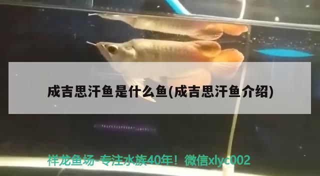 成吉思汗魚是什么魚(成吉思汗魚介紹) 成吉思汗魚是什么魚(成吉思汗魚介紹) 觀賞魚百科