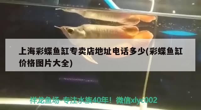 魚缸用增氧泵價格是多少:魚缸增氧機-xtrac增氧機-xtrac增氧機 上海彩蝶魚缸專賣店地址電話多少(彩蝶魚缸價格圖片大全) 觀賞魚百科 上海彩蝶魚缸專賣店地址電話多少(彩蝶魚缸價格圖片大全) 上海彩蝶魚缸專賣店地址電話多少(彩蝶魚缸價格圖片大全) 觀賞魚百科
