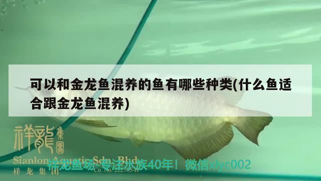 可以和金龍魚(yú)混養(yǎng)的魚(yú)有哪些種類(lèi)(什么魚(yú)適合跟金龍魚(yú)混養(yǎng))