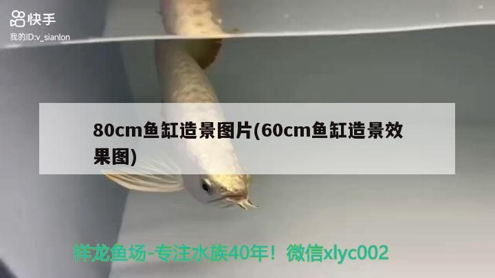 我的虎魚真菌感染了要怎么處理 80cm魚缸造景圖片(60cm魚缸造景效果圖) 觀賞魚百科 80cm魚缸造景圖片(60cm魚缸造景效果圖) 80cm魚缸造景圖片(60cm魚缸造景效果圖) 觀賞魚百科