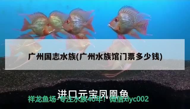 廣州國志水族(廣州水族館門票多少錢)