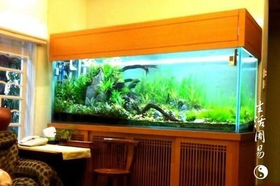 家里買魚缸什么講究：家里買魚缸應該注意什么？