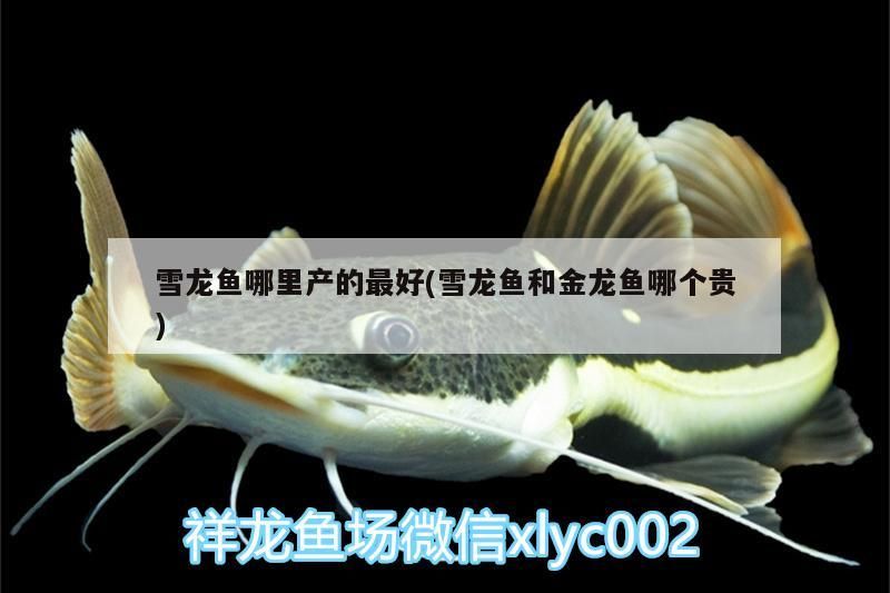 雪龍魚哪里產的最好(雪龍魚和金龍魚哪個貴)
