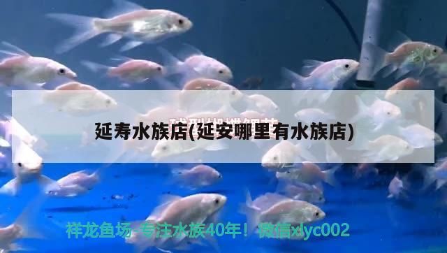 延壽水族店(延安哪里有水族店) 延壽水族店(延安哪里有水族店) 觀賞魚百科