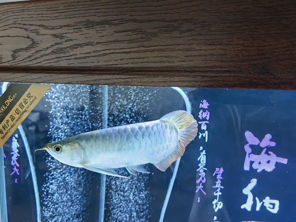 小家伙到家第四天 小家伙到家第四天 龍魚論壇 第1張