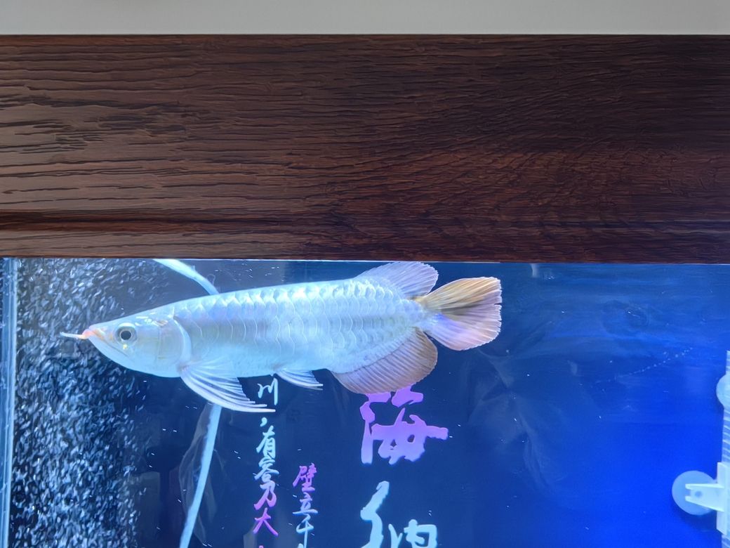小家伙到家第四天 小家伙到家第四天 龍魚論壇 第3張