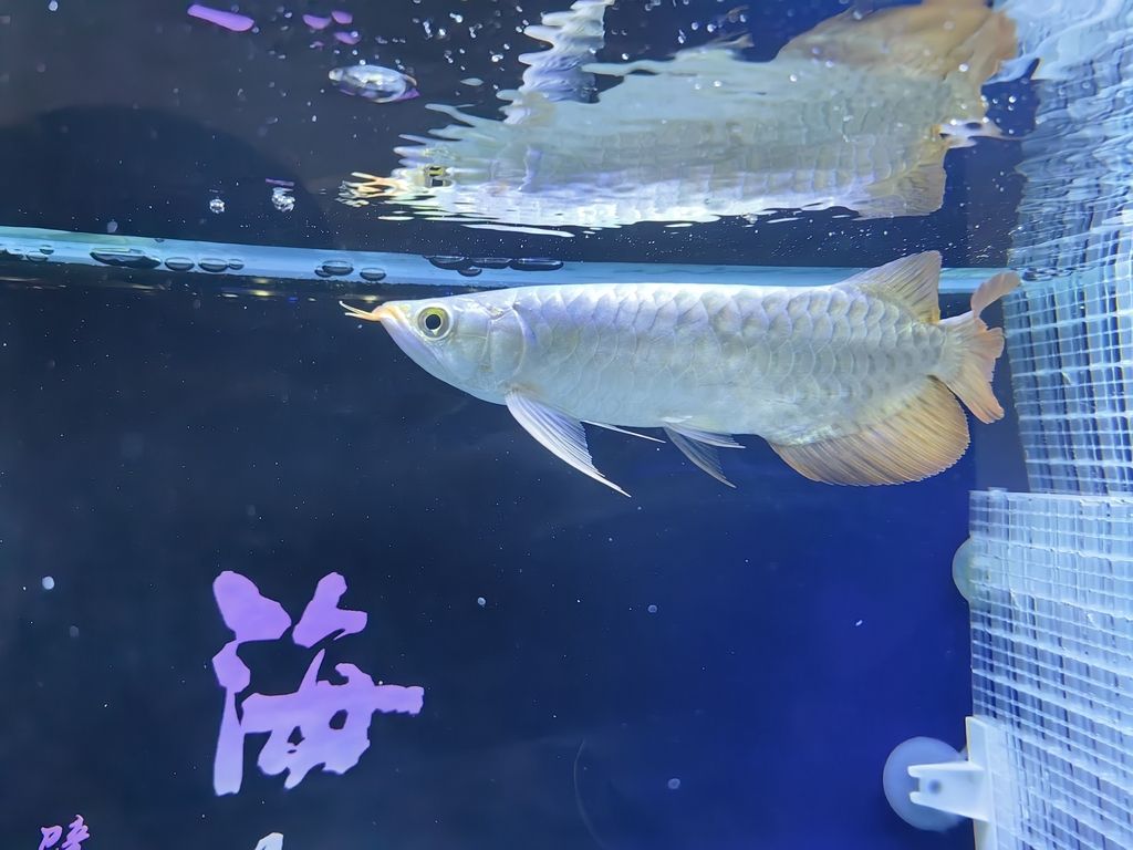小家伙到家第四天 小家伙到家第四天 龍魚論壇 第5張