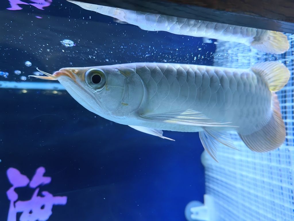 小家伙到家第四天 小家伙到家第四天 龍魚論壇 第6張