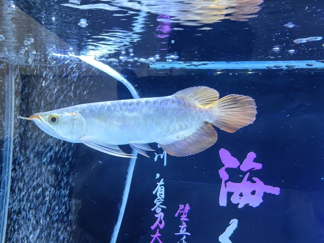 小家伙到家第四天 小家伙到家第四天 龍魚論壇 第7張