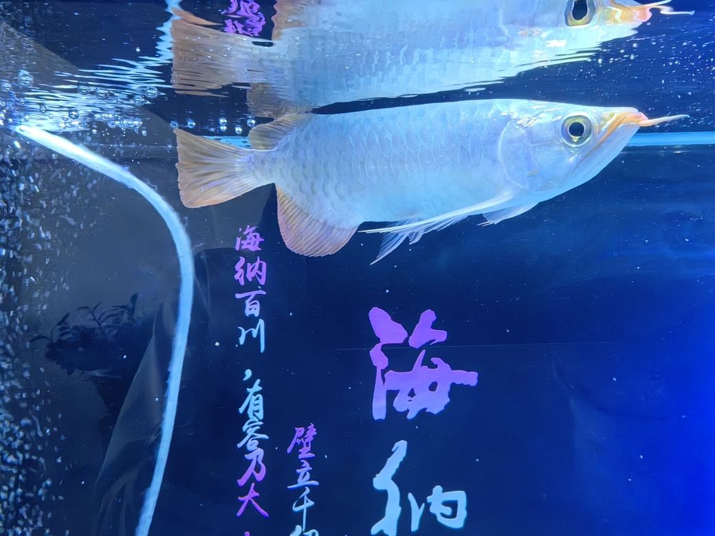 小家伙到家第四天 小家伙到家第四天 龍魚論壇 第8張
