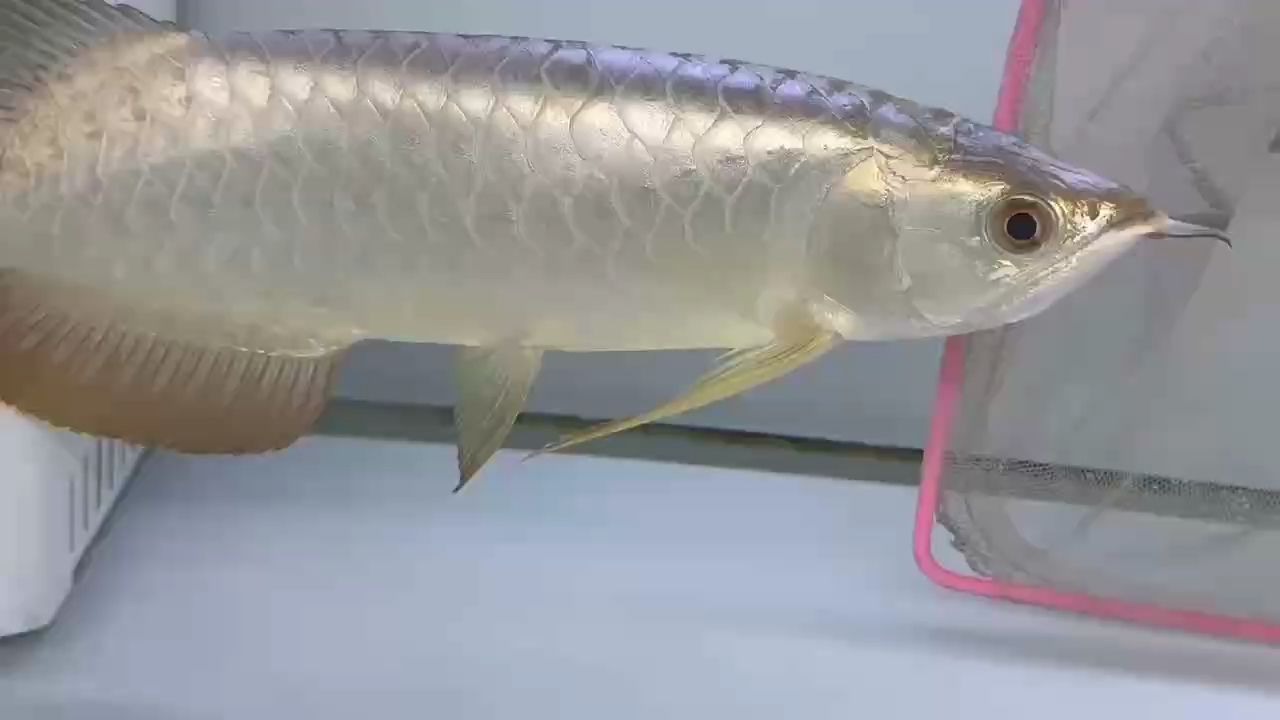 奶油金 奶油金 龍魚論壇