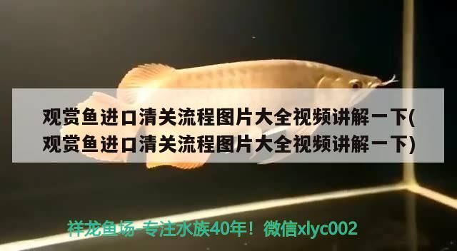 觀賞魚進口清關流程圖片大全視頻講解一下(觀賞魚進口清關流程圖片大全視頻講解一下) 觀賞魚進口清關流程圖片大全視頻講解一下(觀賞魚進口清關流程圖片大全視頻講解一下) 觀賞魚百科