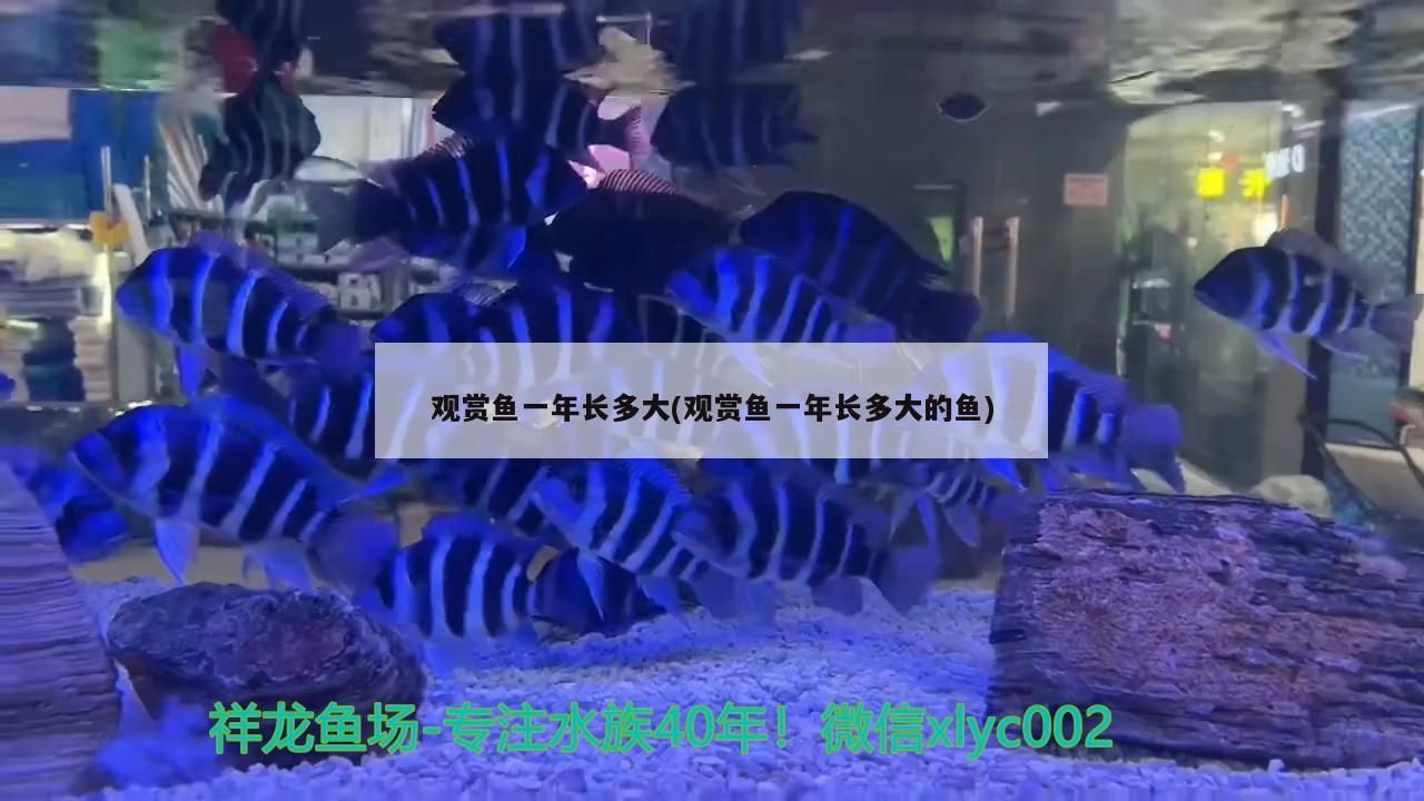 龍魚(yú)干蝦有營(yíng)養(yǎng)嗎 觀賞魚(yú)一年長(zhǎng)多大(觀賞魚(yú)一年長(zhǎng)多大的魚(yú)) 觀賞魚(yú)百科 觀賞魚(yú)一年長(zhǎng)多大(觀賞魚(yú)一年長(zhǎng)多大的魚(yú)) 觀賞魚(yú)一年長(zhǎng)多大(觀賞魚(yú)一年長(zhǎng)多大的魚(yú)) 觀賞魚(yú)百科