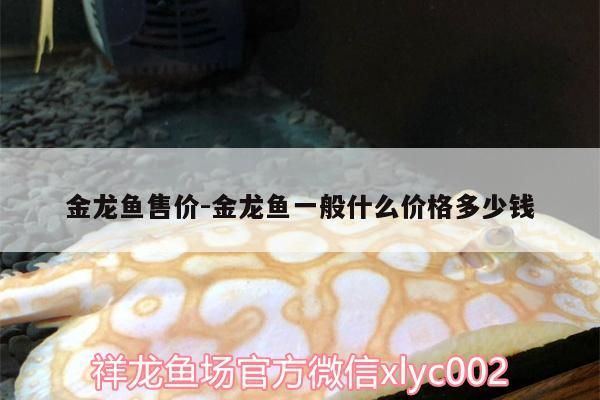 金龍魚售價:金龍魚一般什么價格多少錢 金龍魚售價:金龍魚一般什么價格多少錢 觀賞魚百科