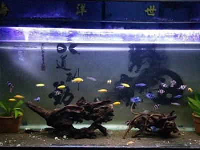 求大師指點一下904545的 求大師指點一下904545的 觀賞魚百科
