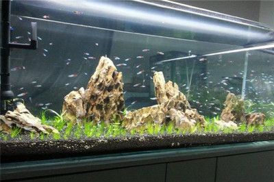 便宜清理2支御龍國際金龍魚專用光管 便宜清理2支御龍國際金龍魚專用光管 觀賞魚百科