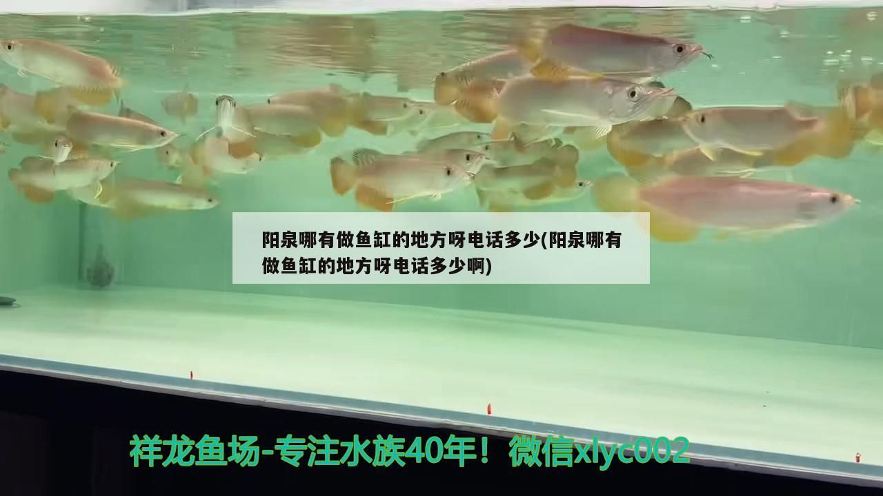 陽泉哪有做魚缸的地方呀電話多少(陽泉哪有做魚缸的地方呀電話多少啊) 陽泉哪有做魚缸的地方呀電話多少(陽泉哪有做魚缸的地方呀電話多少啊) 觀賞魚百科