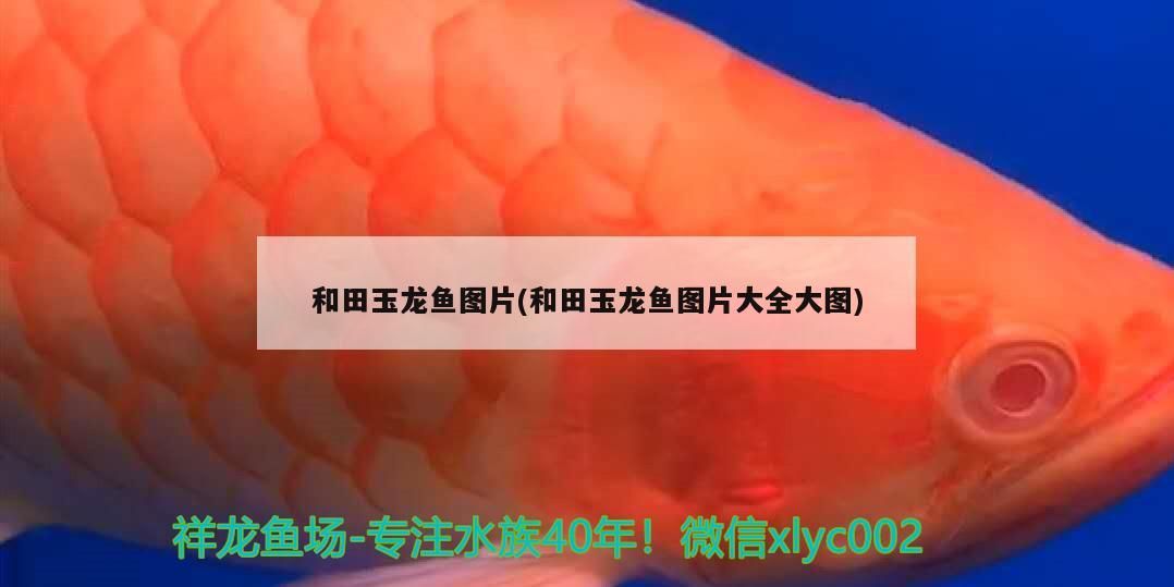 <strong><mark>和田</mark></strong>玉龍魚圖片(<strong><mark>和田</mark></strong>玉龍魚圖片大全大圖)