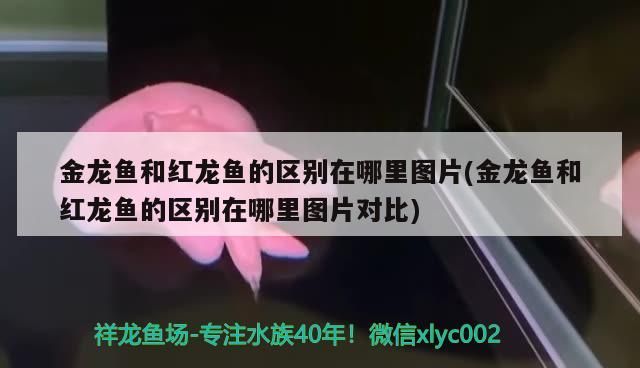 金龍魚和紅龍魚的區別在哪里圖片(金龍魚和紅龍魚的區別在哪里圖片對比) 金龍魚和紅龍魚的區別在哪里圖片(金龍魚和紅龍魚的區別在哪里圖片對比) 觀賞魚百科