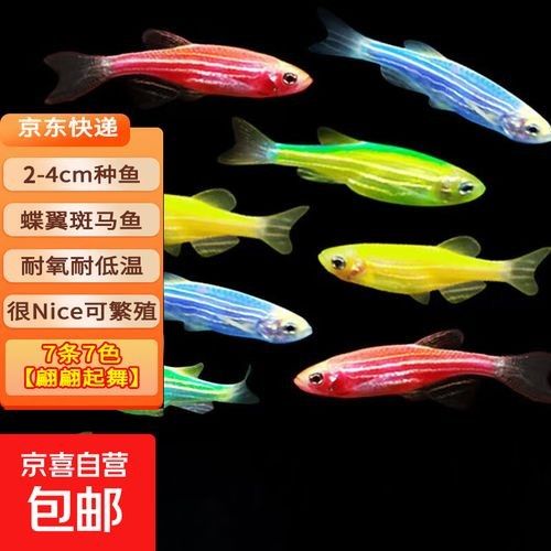 五顏六色的小魚是什么魚 五顏六色的小魚是什么魚 觀賞魚百科 第5張