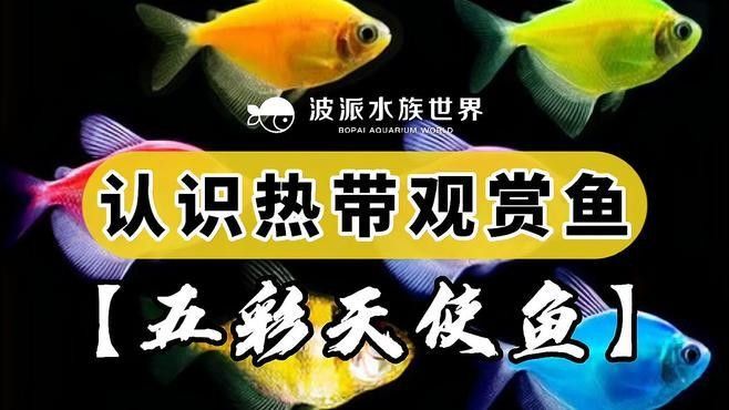 五顏六色的小魚是什么魚 五顏六色的小魚是什么魚 觀賞魚百科 第1張