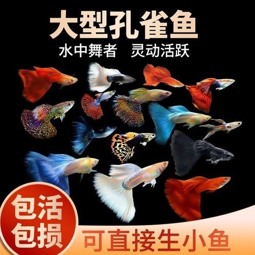 五顏六色的小魚是什么魚 五顏六色的小魚是什么魚 觀賞魚百科 第4張
