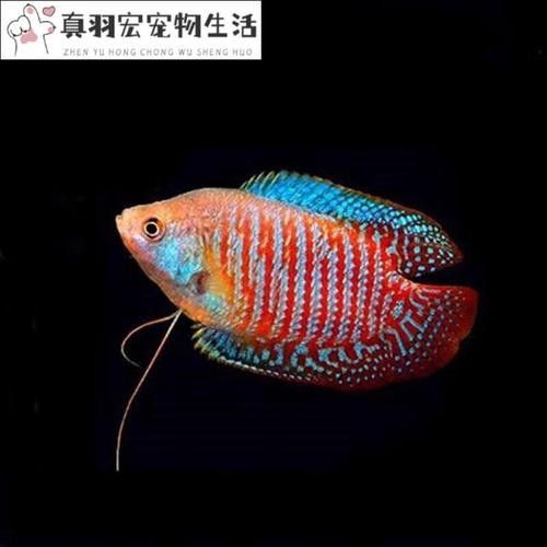 五顏六色的小魚是什么魚 五顏六色的小魚是什么魚 觀賞魚百科 第6張
