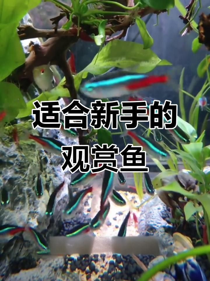 五顏六色的小魚是什么魚 五顏六色的小魚是什么魚 觀賞魚百科 第2張