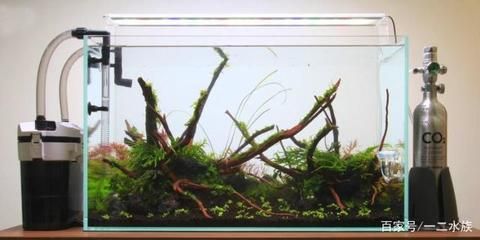 魚缸 龍魚鰭有白點(龍魚鰭上有白疙瘩) 觀賞魚百科 龍魚鰭有白點(龍魚鰭上有白疙瘩) 龍魚鰭有白點(龍魚鰭上有白疙瘩) 觀賞魚百科