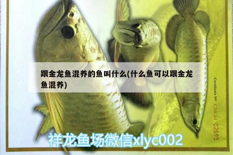 跟金龍魚混養的魚叫什么(什么魚可以跟金龍魚混養)