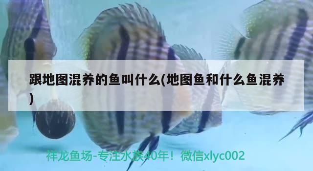跟地圖混養的魚叫什么(地圖魚和什么魚混養) 跟地圖混養的魚叫什么(地圖魚和什么魚混養) 觀賞魚百科
