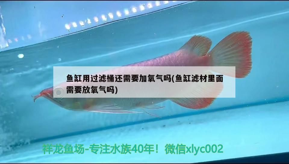 魚缸用過濾桶還需要加氧氣嗎(魚缸濾材里面需要放氧氣嗎)