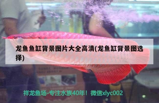 龍魚魚缸背景圖片大全高清(龍魚缸背景圖選擇) 龍魚魚缸背景圖片大全高清(龍魚缸背景圖選擇) 觀賞魚百科