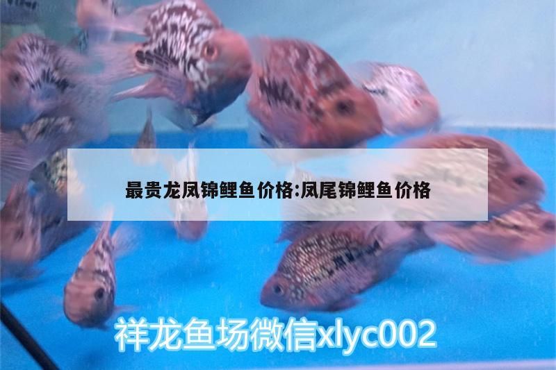 最貴龍鳳錦鯉魚(yú)價(jià)格:鳳尾錦鯉魚(yú)價(jià)格