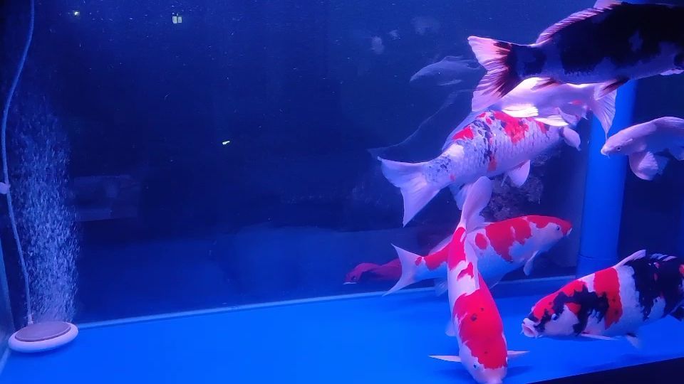 80魚缸養什么魚最好看（80魚缸適合養幾條魚） 80魚缸養什么魚最好看（80魚缸適合養幾條魚） 觀賞魚百科 第2張