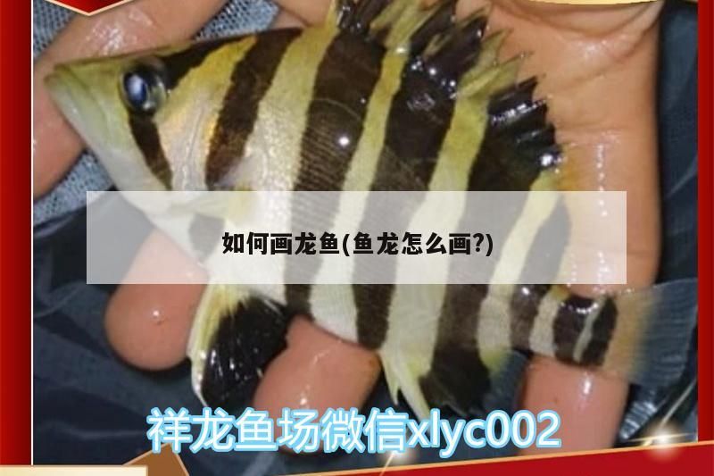 如何畫(huà)龍魚(yú)(魚(yú)龍?jiān)趺串?huà)?)