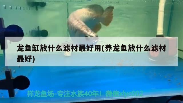 觀賞魚飼料推薦（觀賞魚飼料排名前十名）