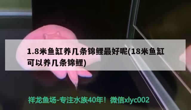包含北京魚缸清理北京清江水族熱線的詞條 包含北京魚缸清理北京清江水族熱線的詞條 觀賞魚百科 第2張