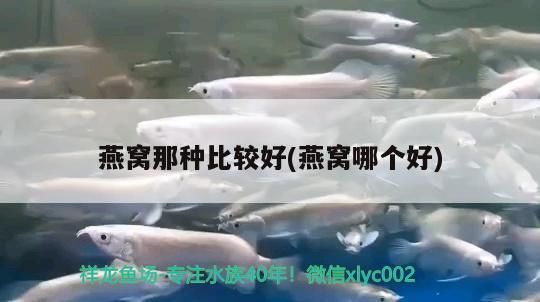 包含北京魚缸清理北京清江水族熱線的詞條 包含北京魚缸清理北京清江水族熱線的詞條 觀賞魚百科 第4張
